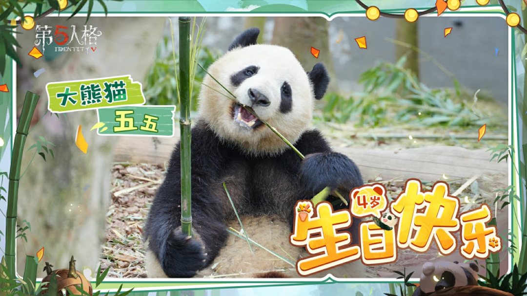 【熊猫日记】五五4岁生日快乐！一起帮五五拾取这一年的快乐记忆碎片吧~