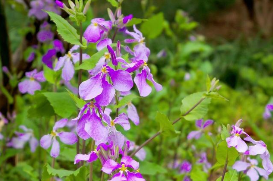 刷屏全网的春日搭子 才是春天正确打开方式