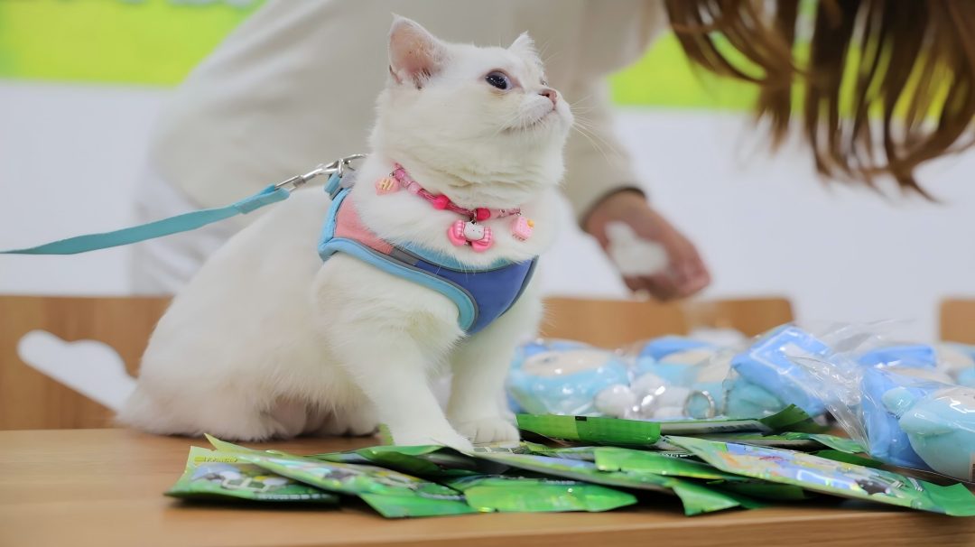 “仔”也不流浪丨携爱进校园，共同守护流浪伙伴