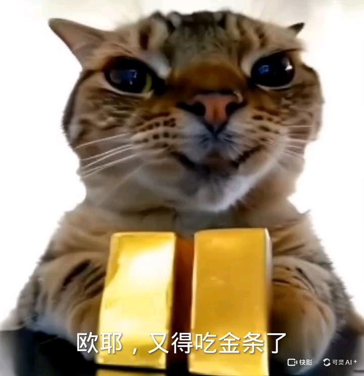 猫猫吃金条