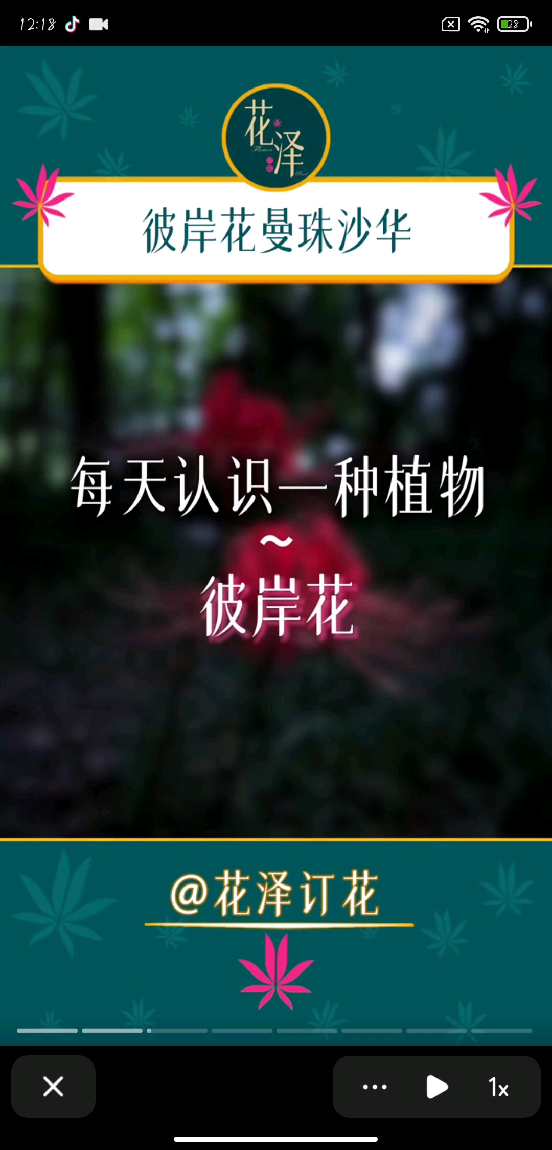 彼岸花又名漫朱砂花。