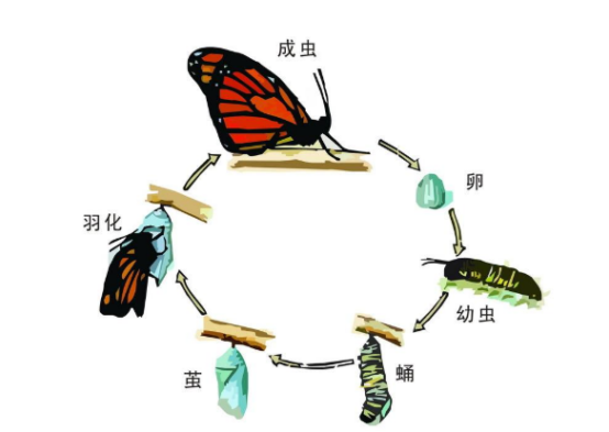 毛毛虫是怎么变成蝴蝶的？