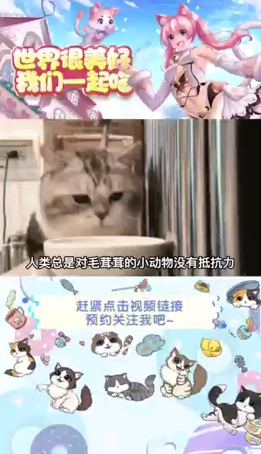 来看看你的五星级猫咪基地叭~