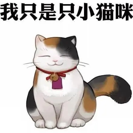 猫咪日分享会