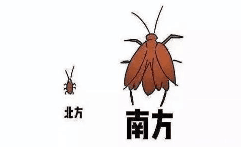 三句话，让二次元爱上广东蟑螂