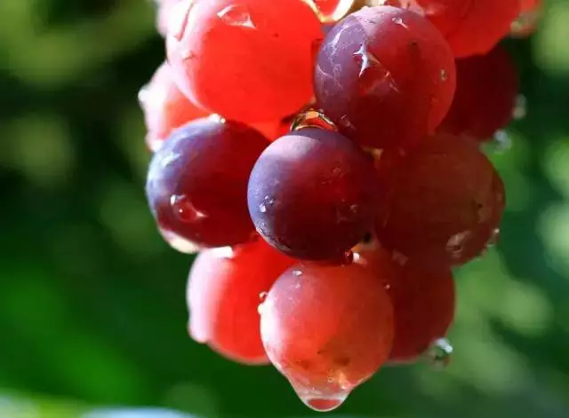 应季水果大盘点，你最喜欢哪一种？