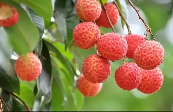 应季水果大盘点，你最喜欢哪一种？