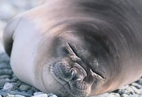 海洋动物是怎么睡觉的