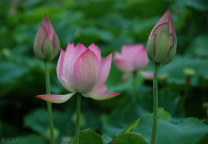 小暑：7日小暑，你不得不知的习俗