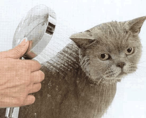 给猫咪洗澡有哪些步骤你知道吗？   