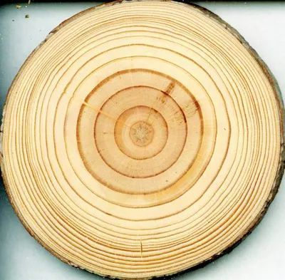 为什么树木年轮线的间距大小不等