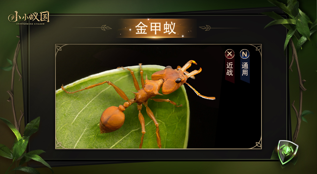 【有蚁说蚁】独行侠-金甲蚁，巨力撕咬你逃得掉吗？