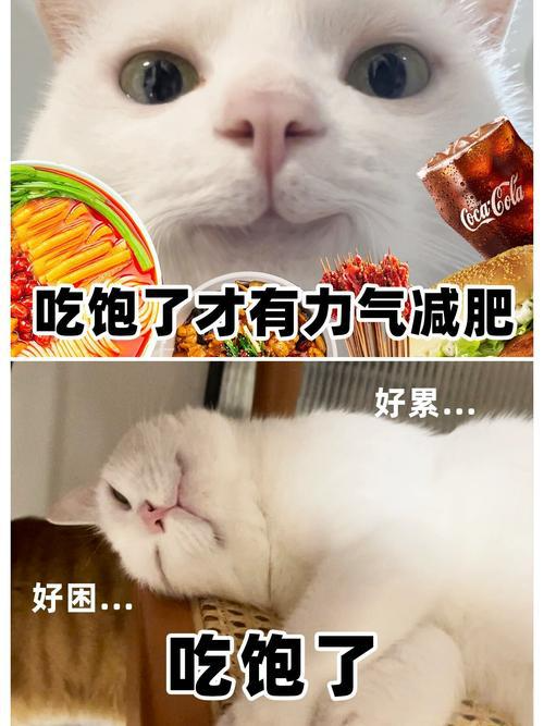 食物减肥的秘密 就在这款策略游戏里
