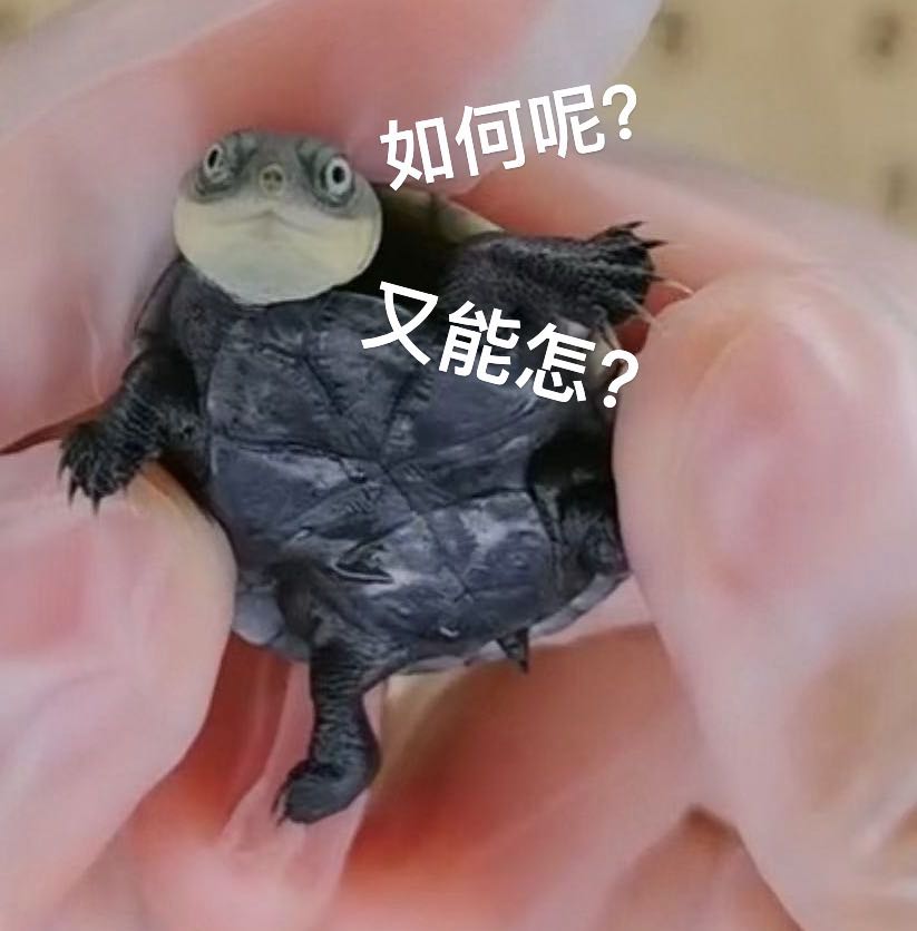 九州福利 | 就摸鱼了！如何呢？大不了就送福利吧~