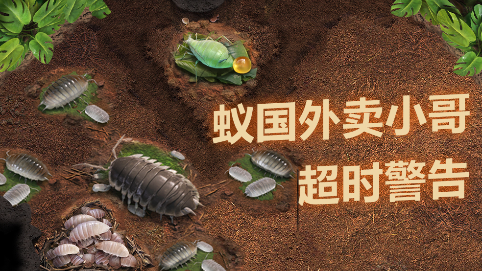 【蚁国趣闻】蚂蚁界的外卖小哥 超时警告!