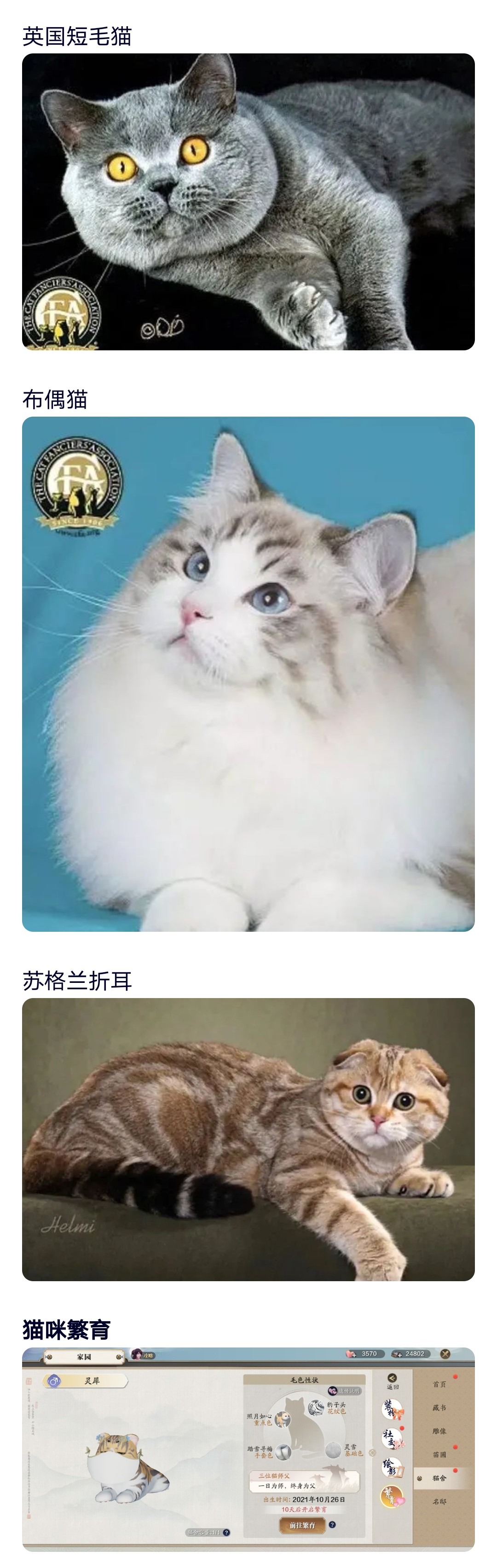 星垂版本前瞻丨侠客岛有猫在等你，全新玩法猫之友实装