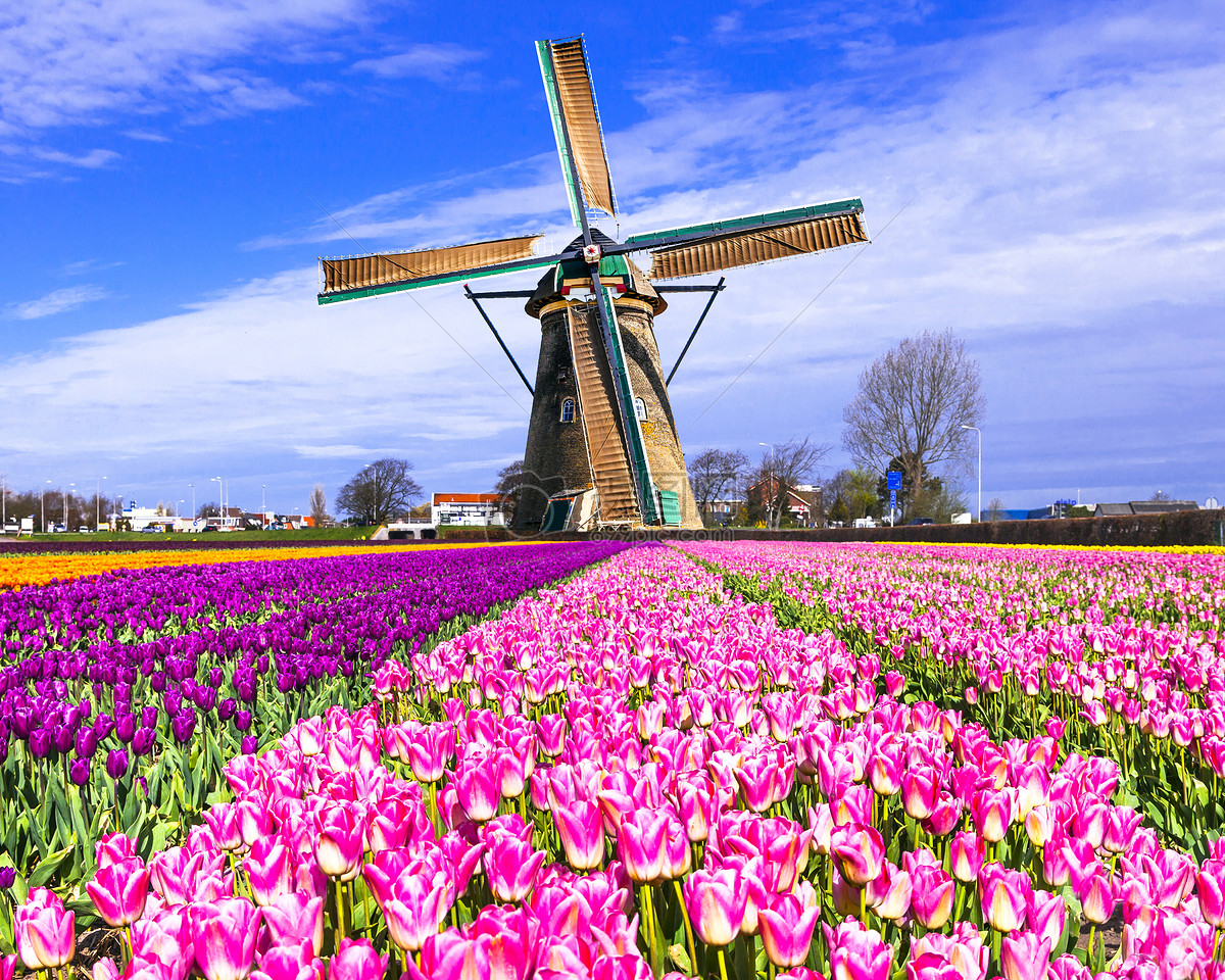 为什么荷兰被称为风车之国