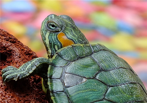 乌龟为什么能“长生不老”？