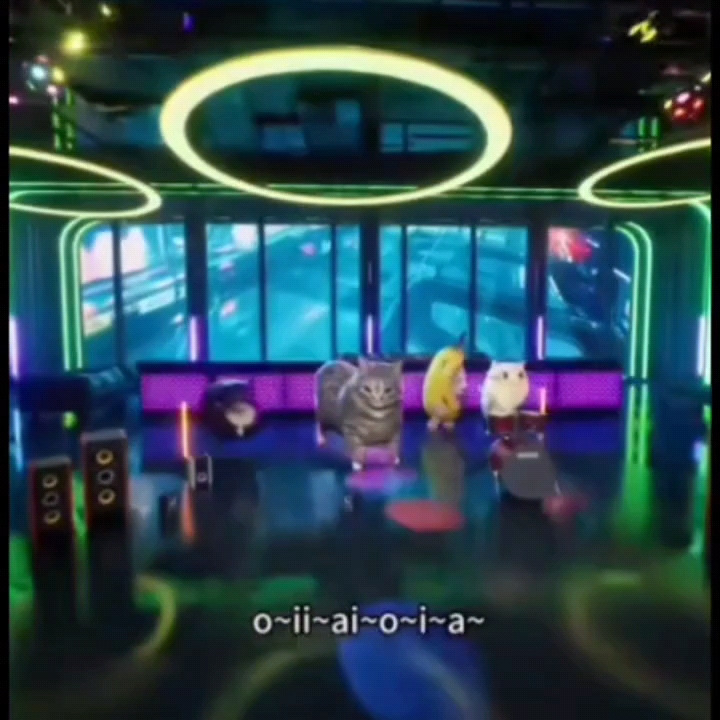 旋转猫唱歌