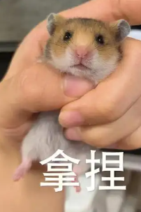 分类学困局破壁者：三谋定义 SLG 新玩法？