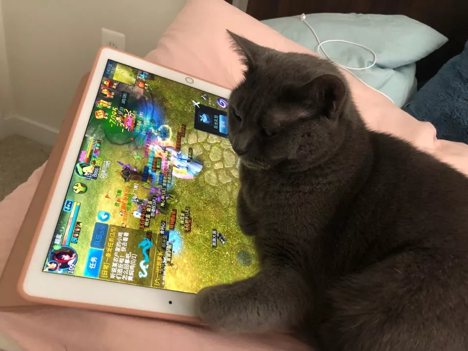 我们一起，让700只流浪毛孩子不再饿肚子