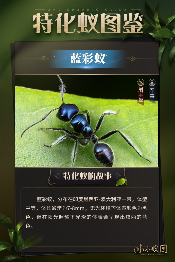 【有蚁说蚁】射手蚁守护者-蓝彩蚁