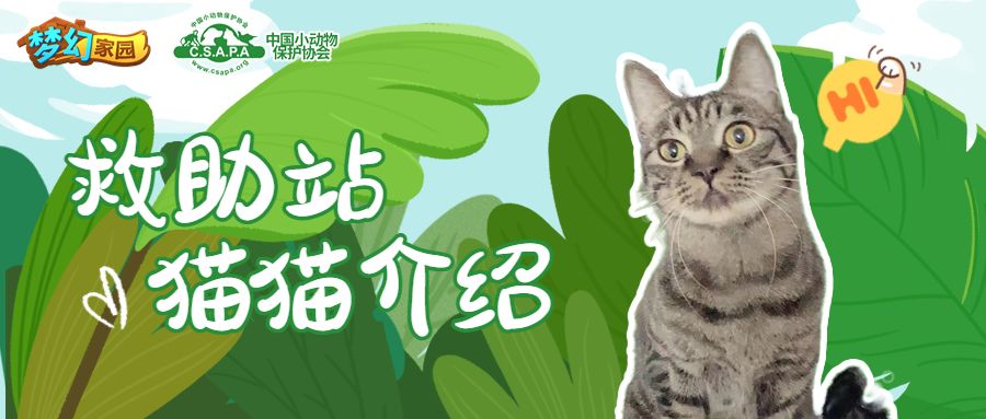 【家园公益季】猫咪故事大揭晓，谁能俘获你的心？