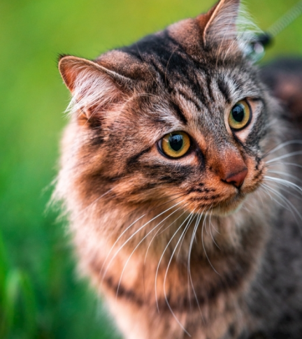 5400年前猫人共栖？游戏藏更久羁绊