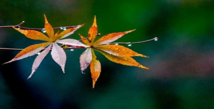 北方秋雨不便多，这款三国游戏教你破局