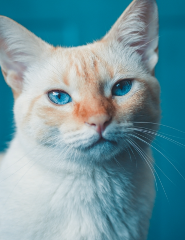 5400年前猫人共栖？游戏藏更久羁绊