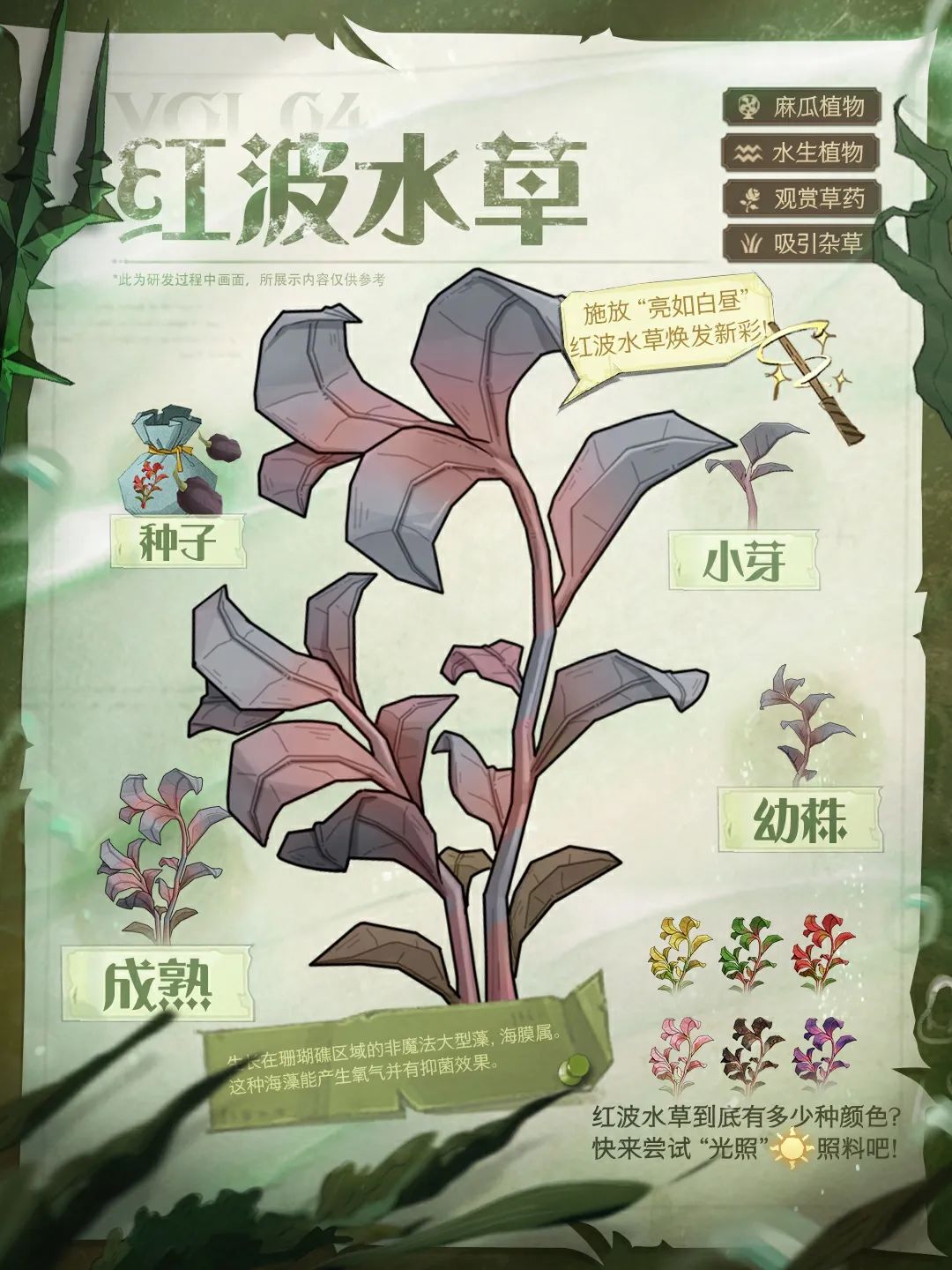 水生植物图鉴丨一周逛两次“疯狂藤蔓”，每次都有新收获~