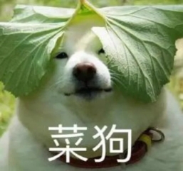 小狗会整活？这款游戏的策略堪比宠物博主