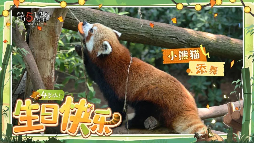 【熊猫日记】“添玉”、“添奇”、“添舞”和“添宝”四宝4岁啦！生日快乐！