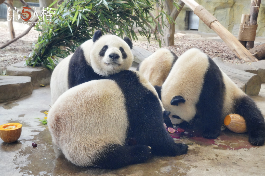 【熊猫日记】五五4岁生日快乐！一起帮五五拾取这一年的快乐记忆碎片吧~