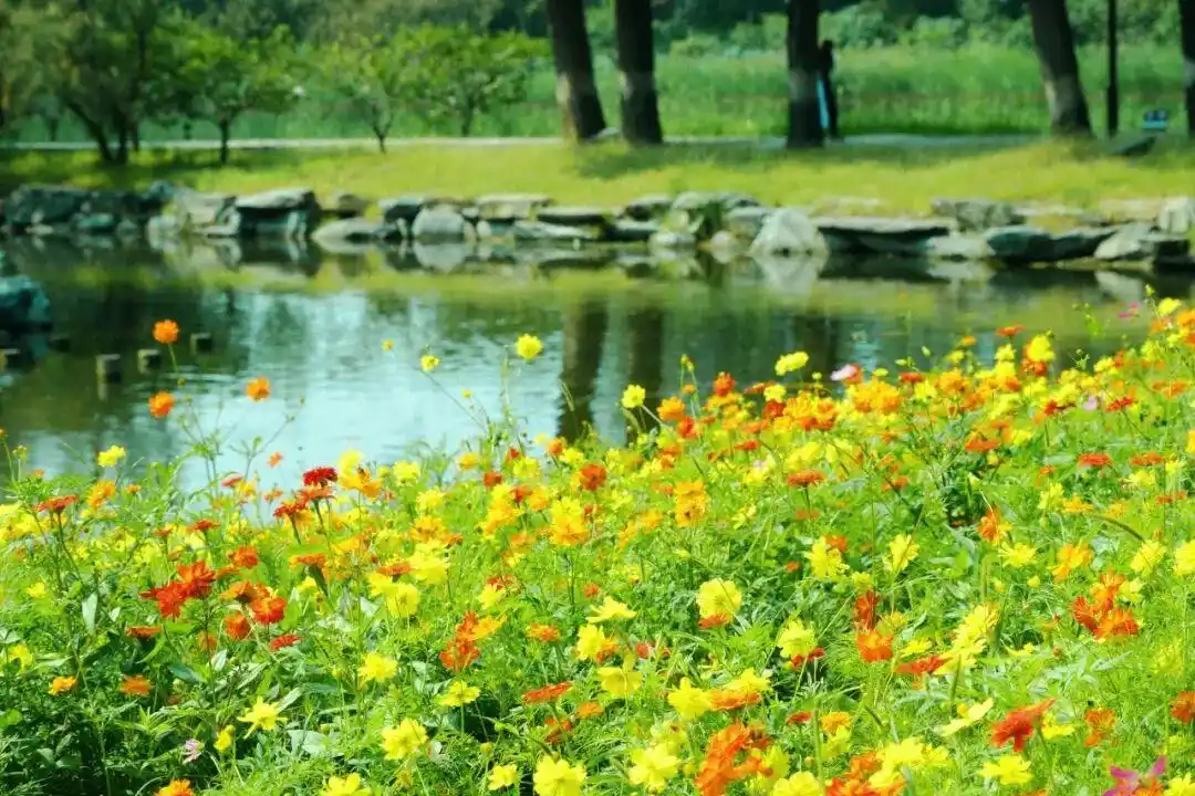 春日最火休闲 逛花海晒太阳扫走坏烦恼
