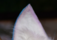 神秘贵客大猜想！更多细节曝光
