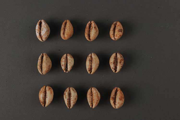 博物偃武丨一枚海贝，串联起古滇国的财富与三国的文明脉络