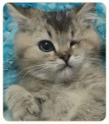 【家园公益季】猫咪故事大揭晓，谁能俘获你的心？