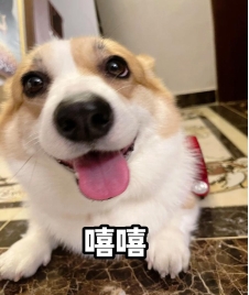 小狗会整活？这款游戏的策略堪比宠物博主