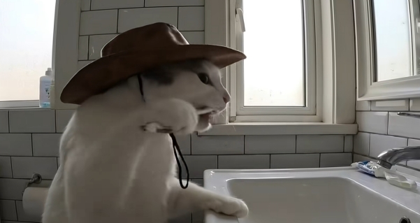 软萌打工猫日常 治愈所有不开心