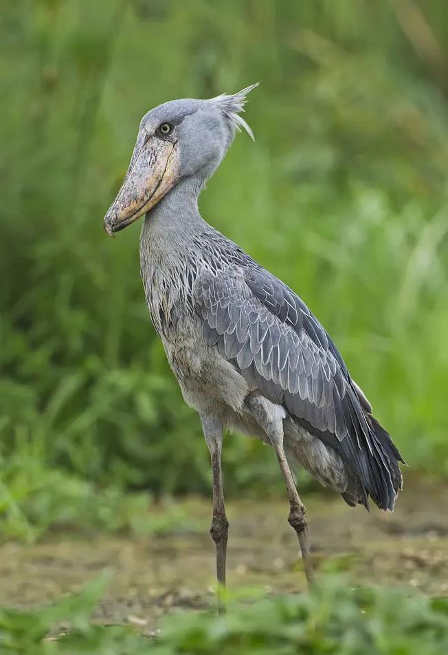 《创造与魔法》全新坐骑来袭！蠢萌神兽降临！