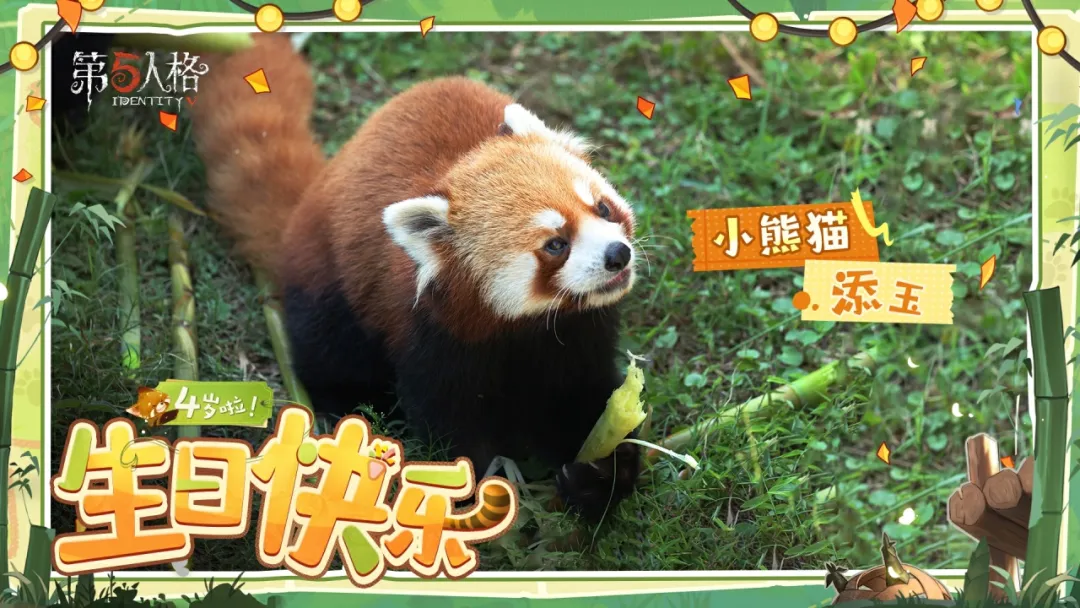 【熊猫日记】“添玉”、“添奇”、“添舞”和“添宝”四宝4岁啦！生日快乐！