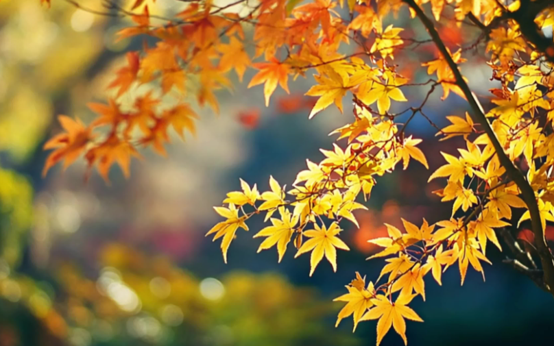 落叶铺就的诗意剧场 这游戏藏动人策略氛围