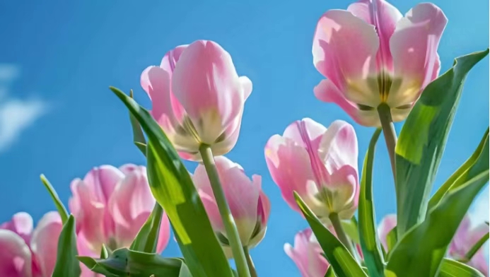 万物皆可改造成郁金香 这脑洞太绝了