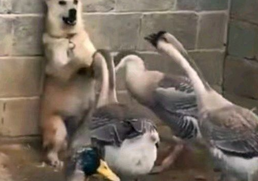 从花果山混战到三国同盟  打群架藏快乐