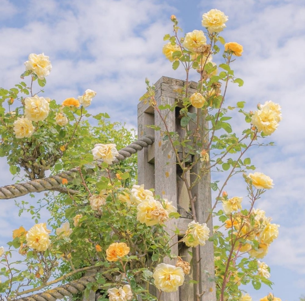 08◎氛围感の背景图◎98喜欢的点赞带走.-小米游戏中心