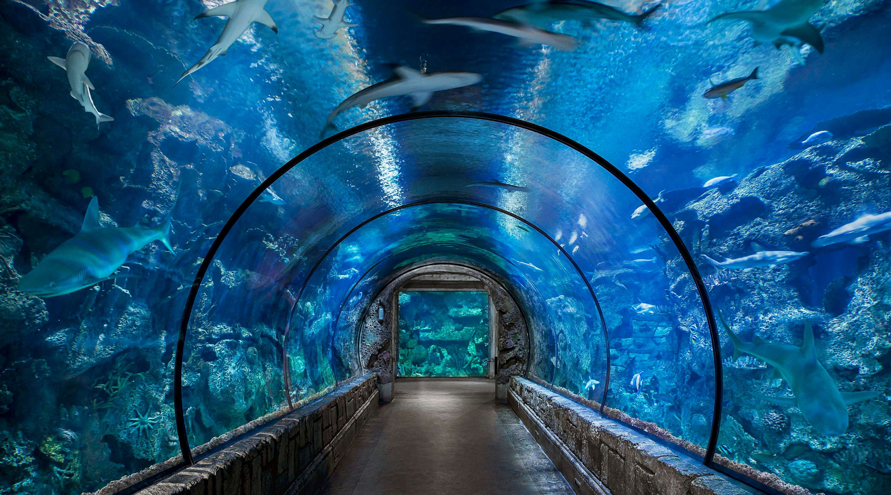 小小水族馆：探索丰富多彩的水下动物世界，打造出最理想的水族馆！