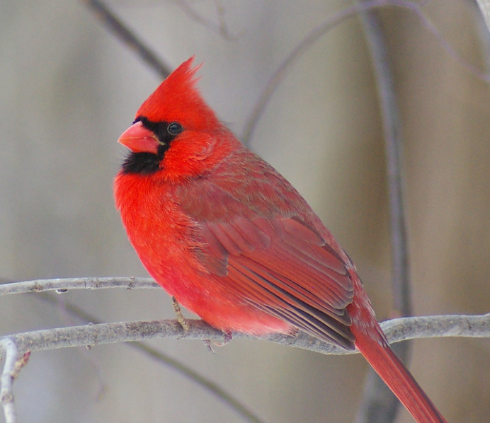 北美红雀是愤怒的小鸟本尊