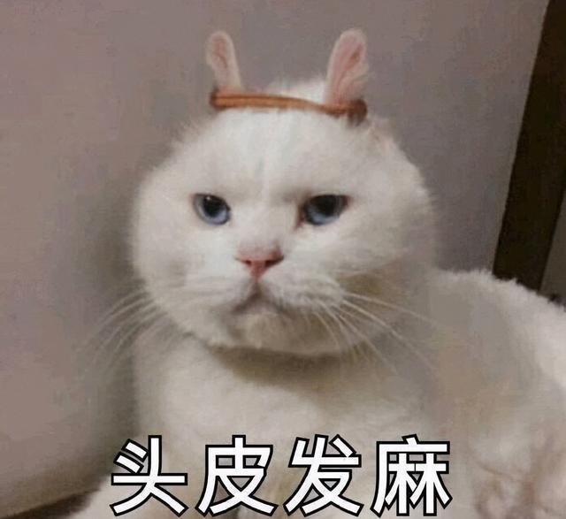 张大仙的猫张大胖图片