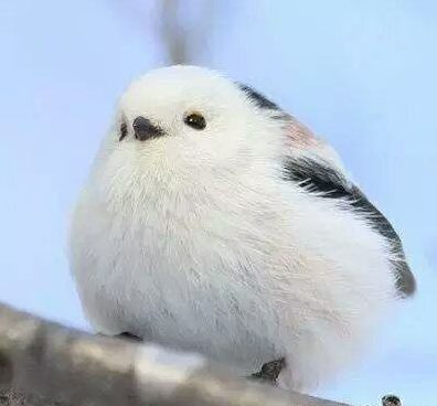 盘点一梦江湖理想坐骑:水芝同款大蜘蛛就罢了,骑武当的来聊聊?